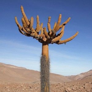 Meet your Posher, Peter